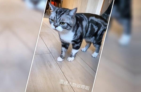 張家朗的毛孩。