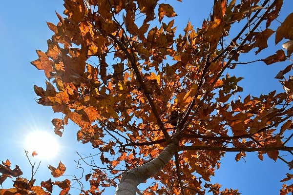 【足動山林】紅葉行山Hit  紅魔帥位又Hit