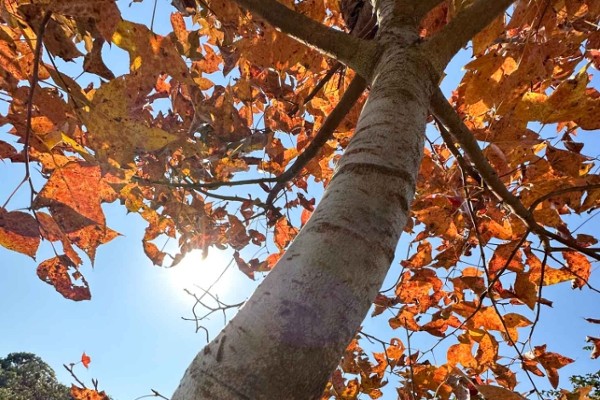 【足動山林】紅葉行山Hit 紅魔帥位又Hit