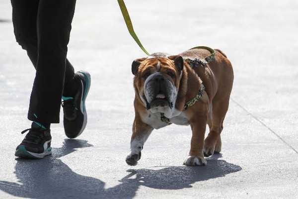 愛犬肺炎昏迷 咸美頓退出輪胎測試